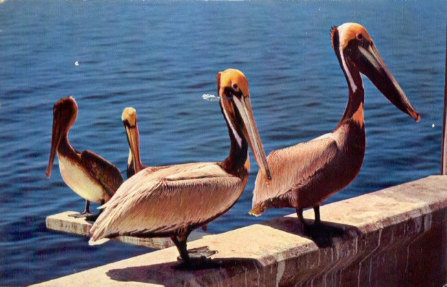 Randy's Postal Cards