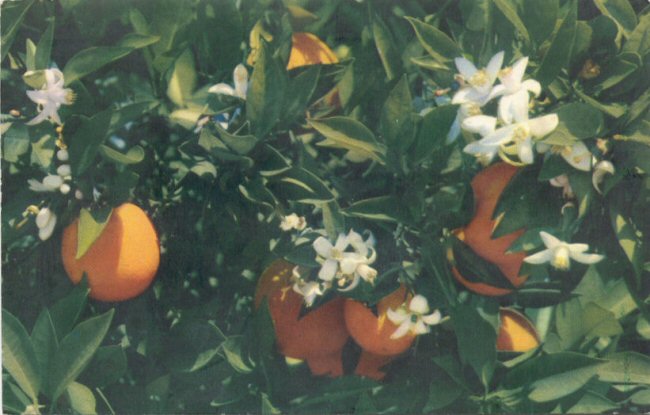 Shirley's Postal Cards